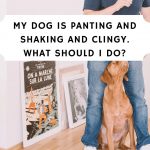 My Dog is Panting and Shaking and Clingy. What should I do?