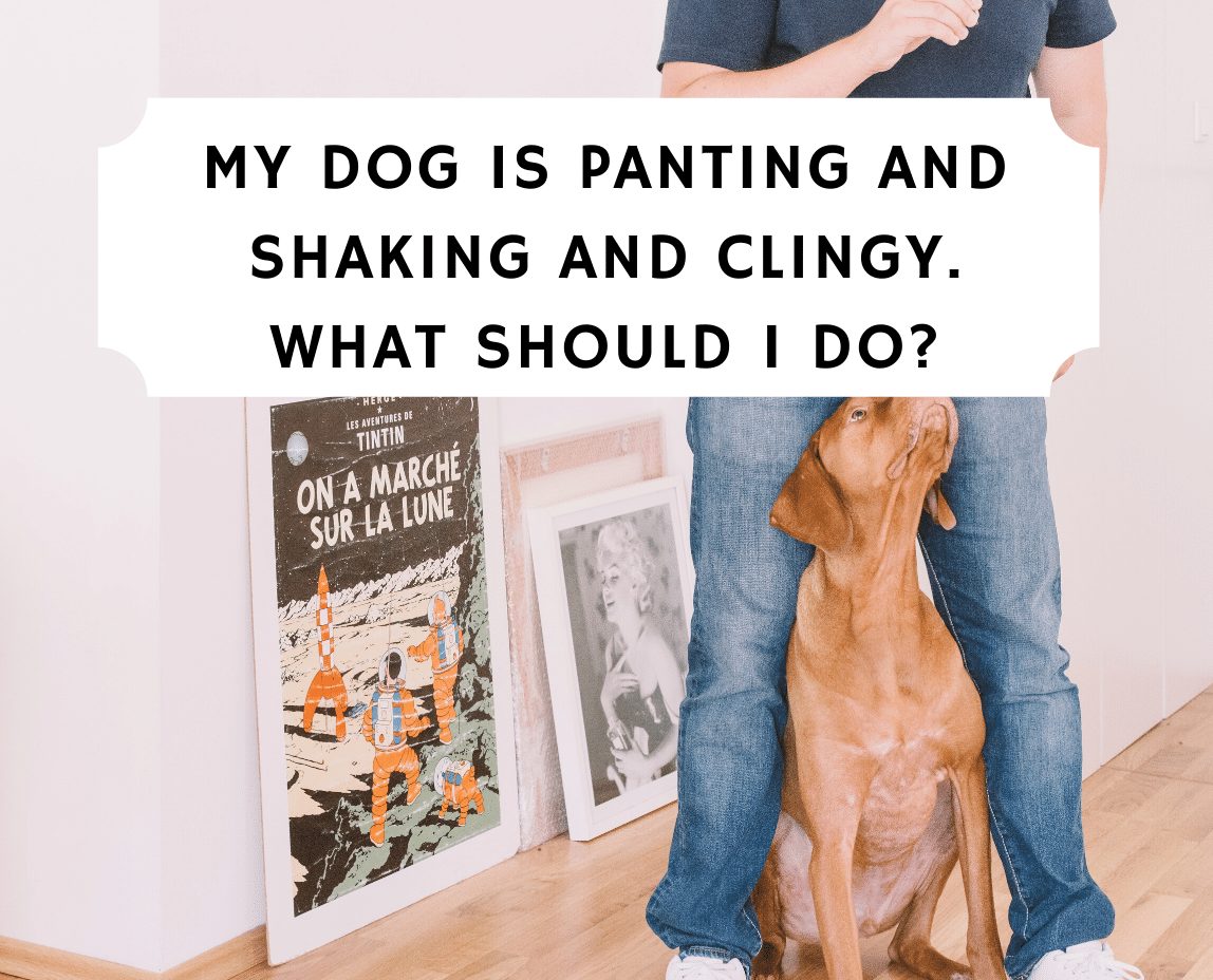 why is dog panting effective