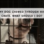 My dog chewed through his crate. What Should I do?