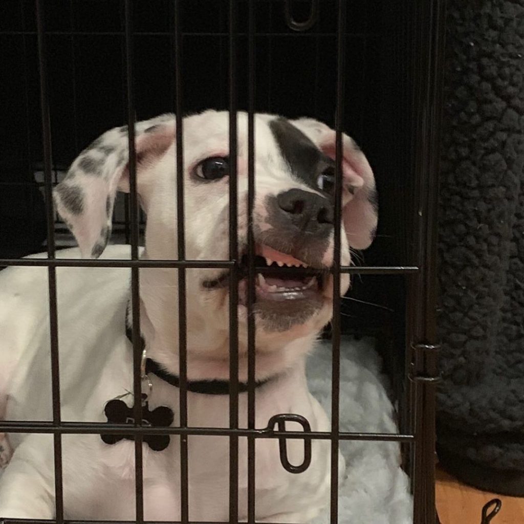 dog chewing crate tray