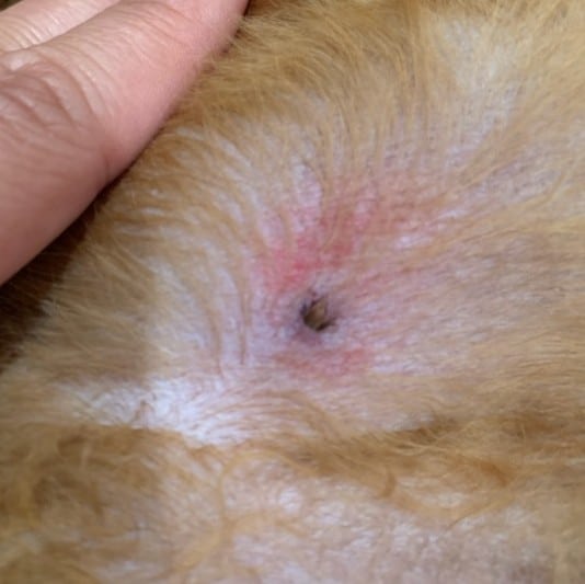 wood tick on dog