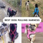 Best Dog pulling harness