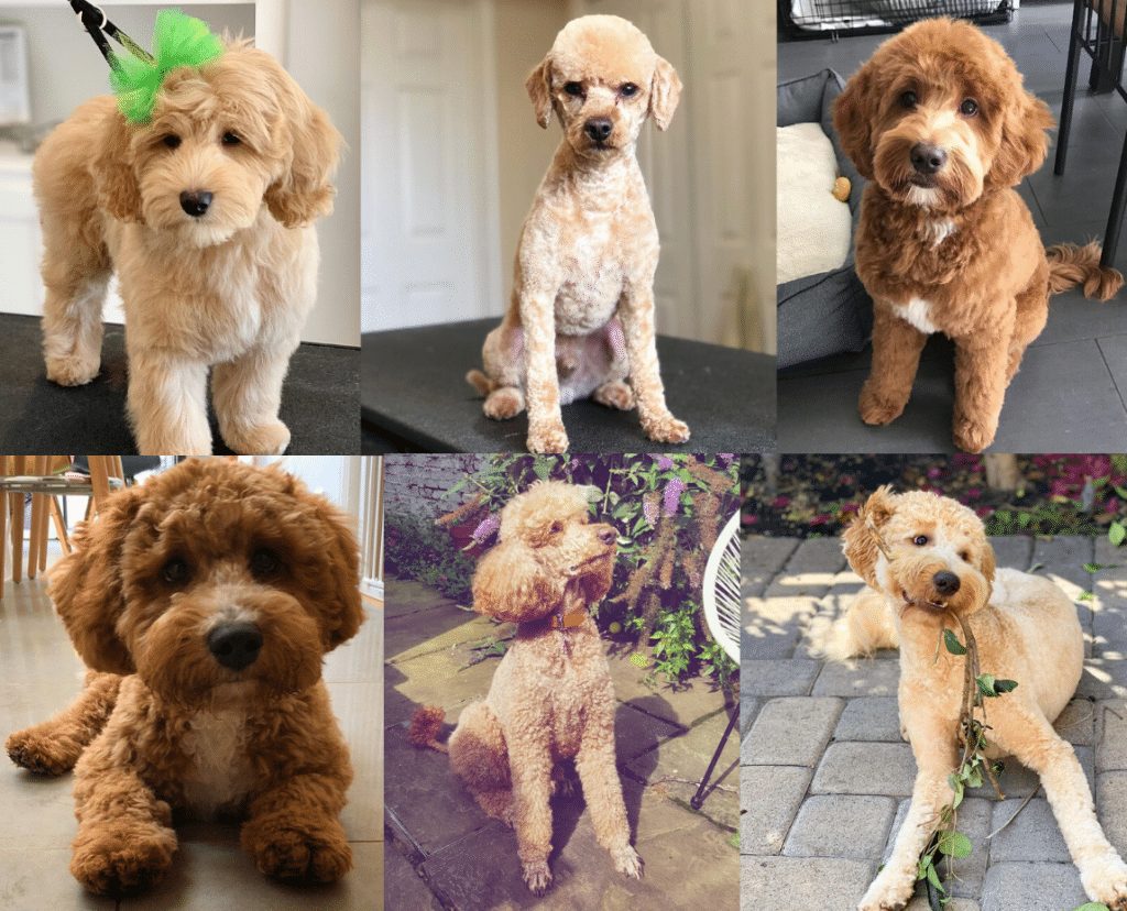 standard poodle with teddy bear cut