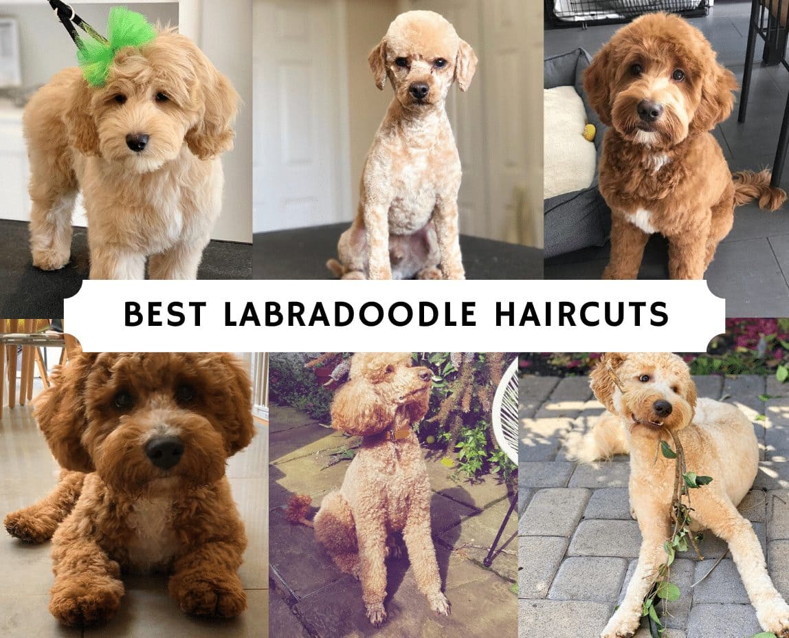 Best Labradoodle Haircuts (Puppy Cut, Teddy Bear Cut, etc ...