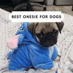 Best onesie for dogs