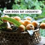 Can Dogs eat loquats?