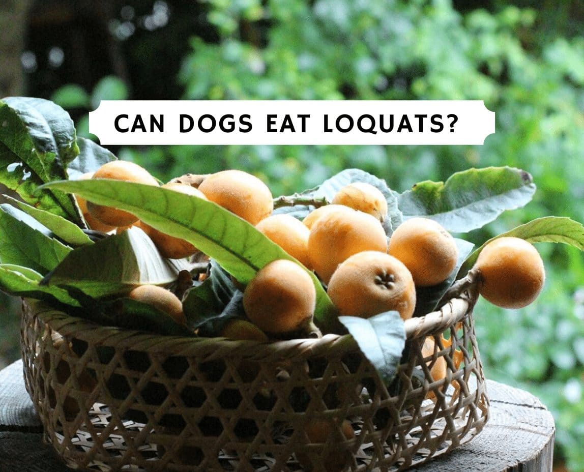 can dogs eat loquat fruit