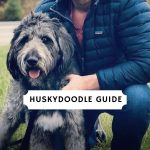 Huskydoodle Guide (Siberpoo, Huskypoo, Poosky) Picture