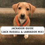 Jackador - Jack Russell Labrador Mix