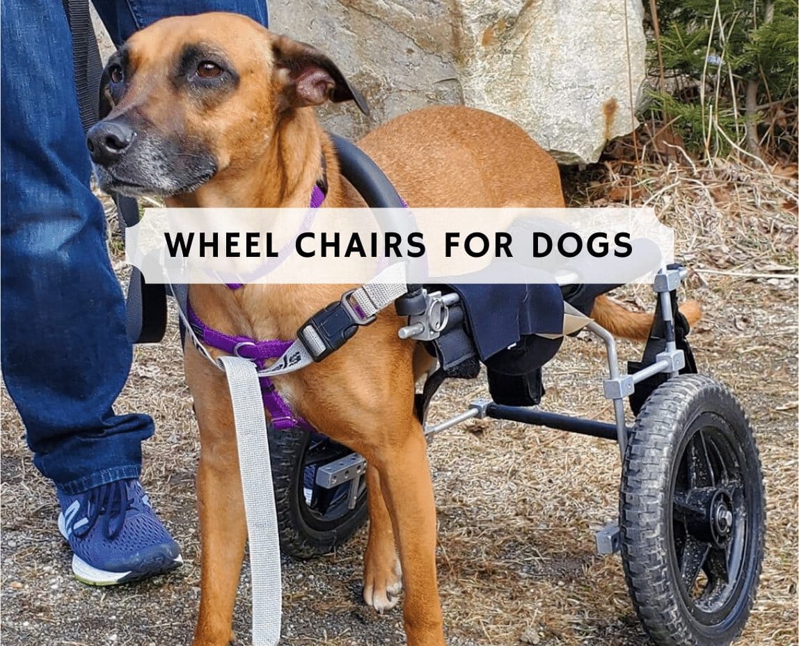 wheel dog harness