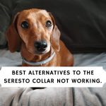 best alternatives to the seresto collar not working.