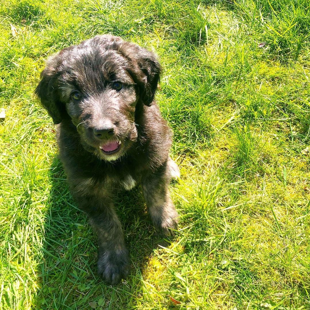 Poodle mixed with german hot sale shepherd