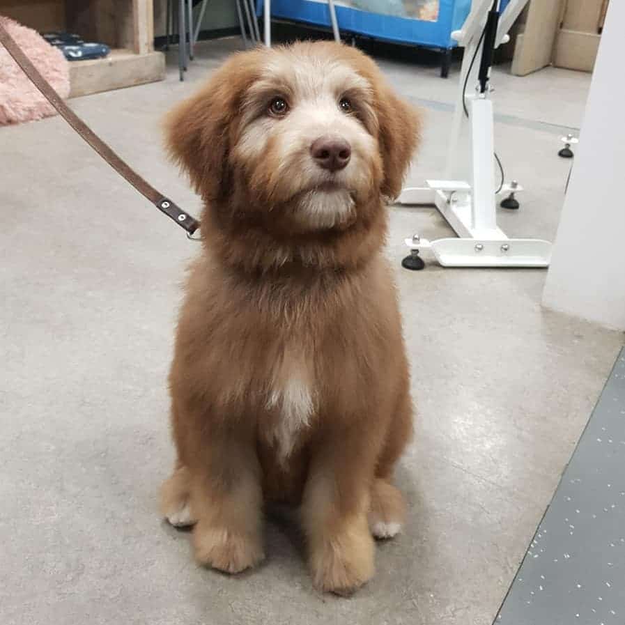 husky golden doodle