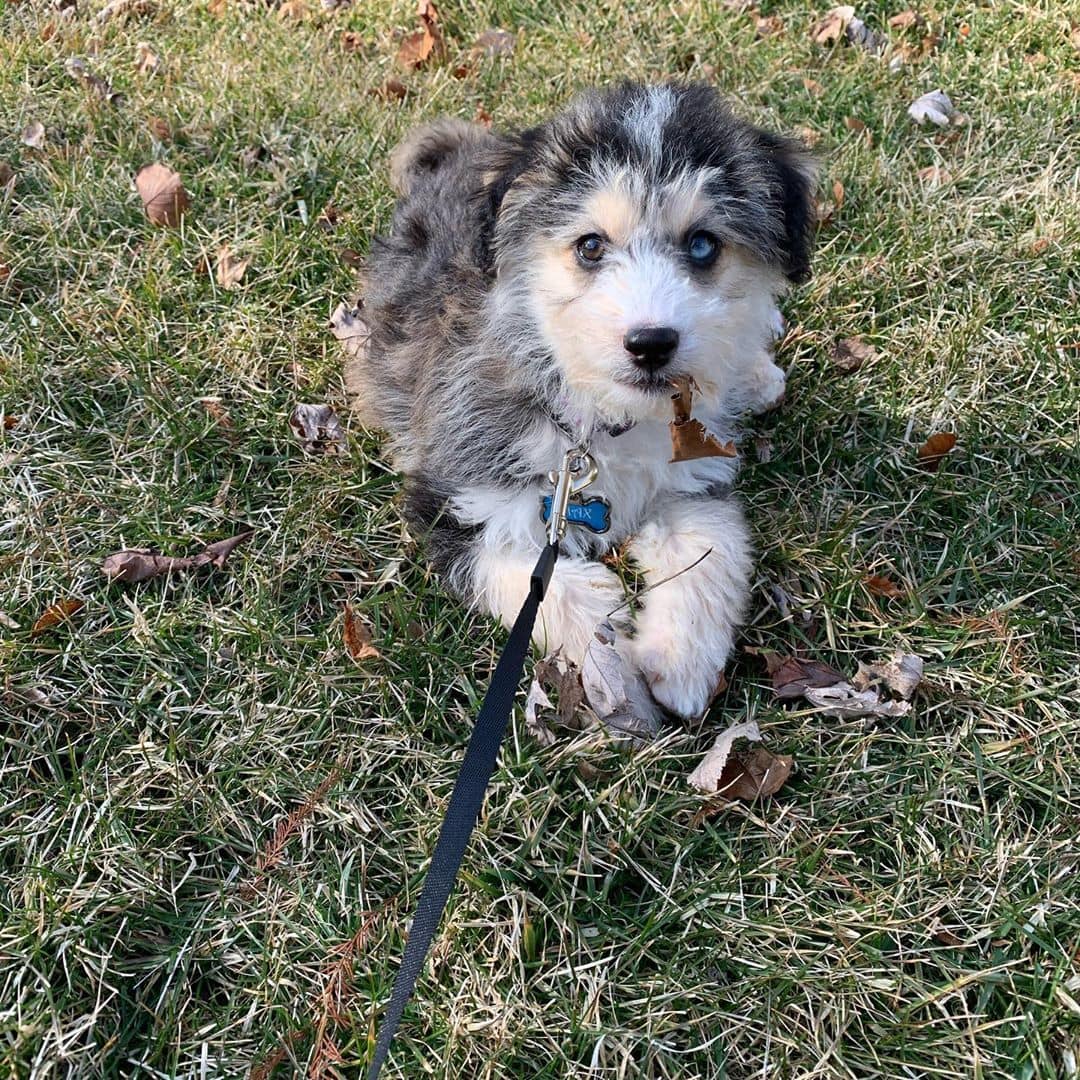 huskydoodle puppy foto