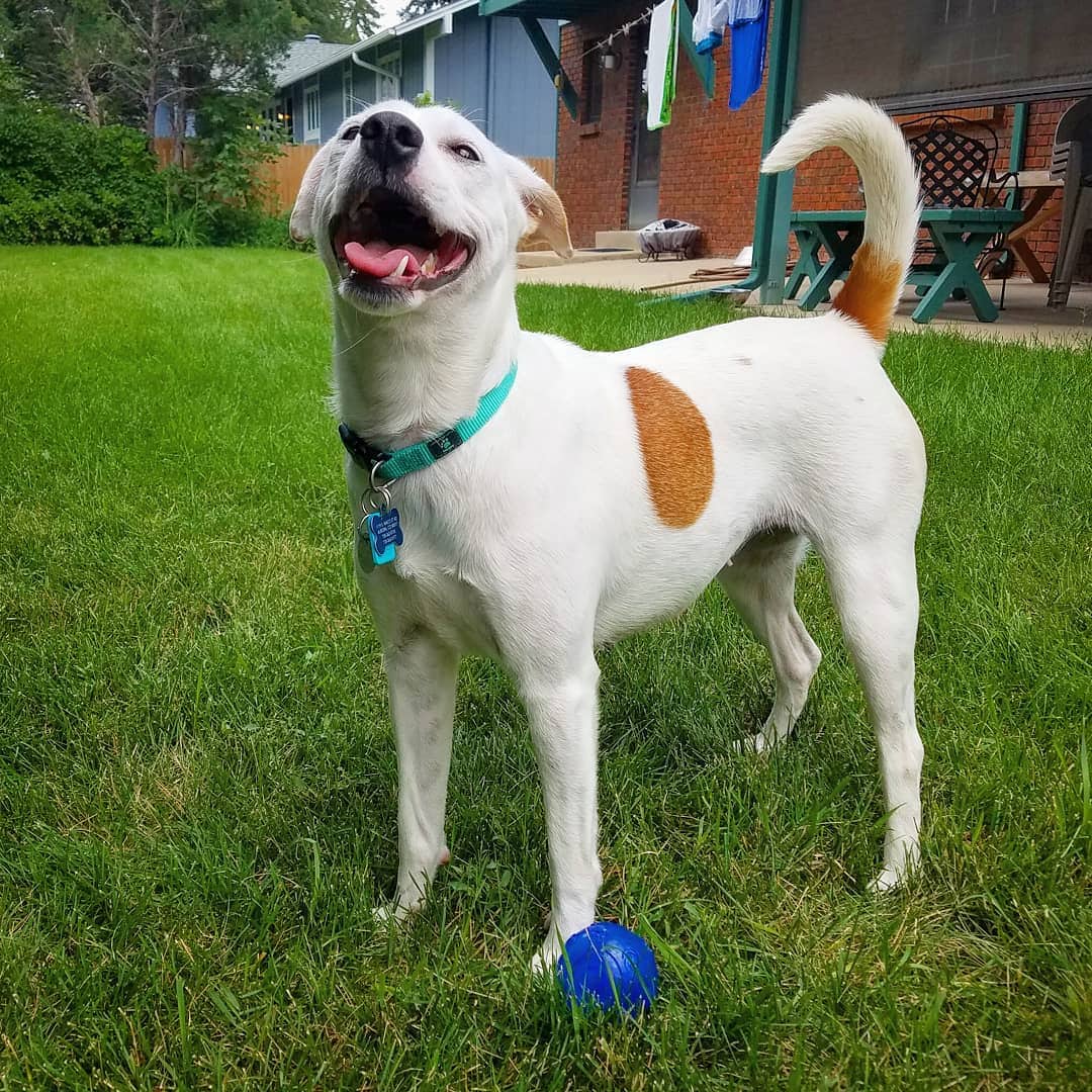 labrador jack russell terrier mix