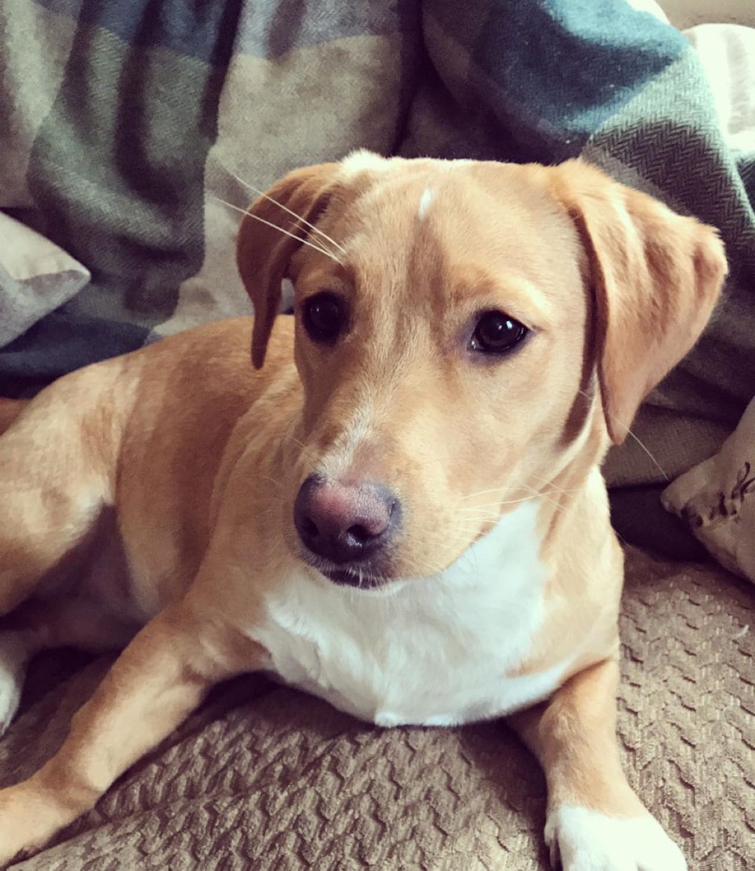 jack russell terrier lab mix puppy