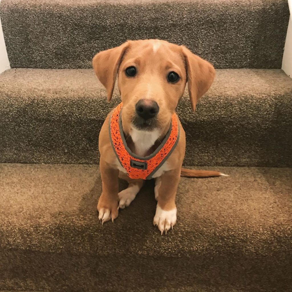 labrador jack russell terrier mix