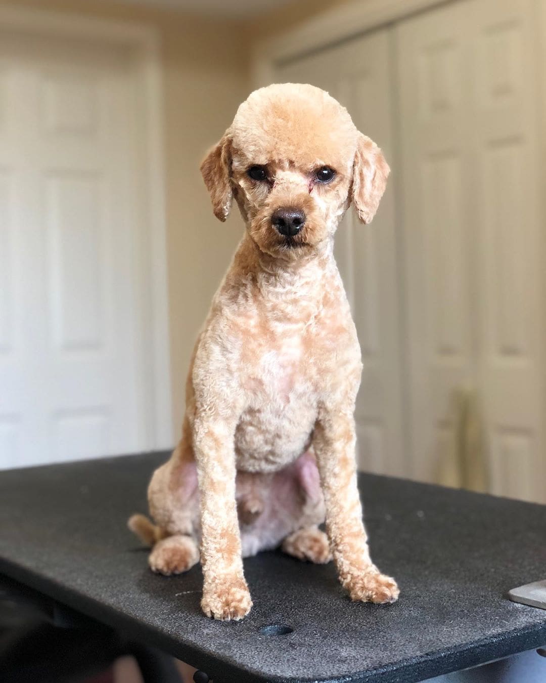 labradoodle kennel cut