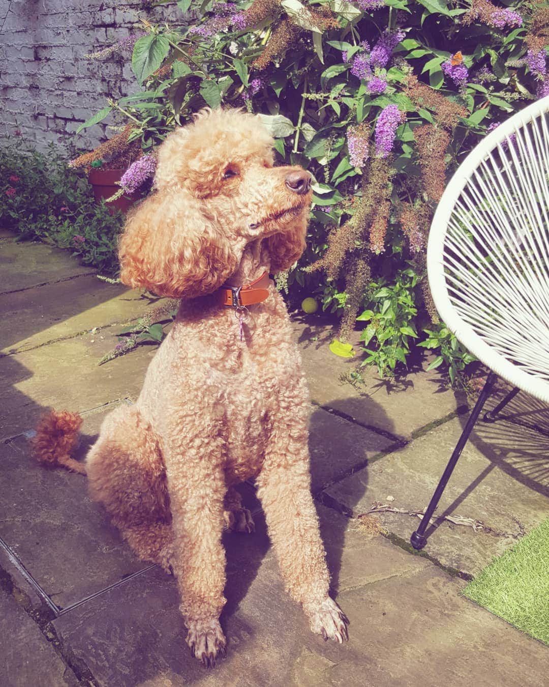 Corte de pelo de cordero Labradoodle foto