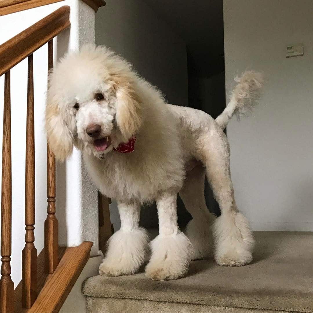 Labradoodle-Löwenschnitt