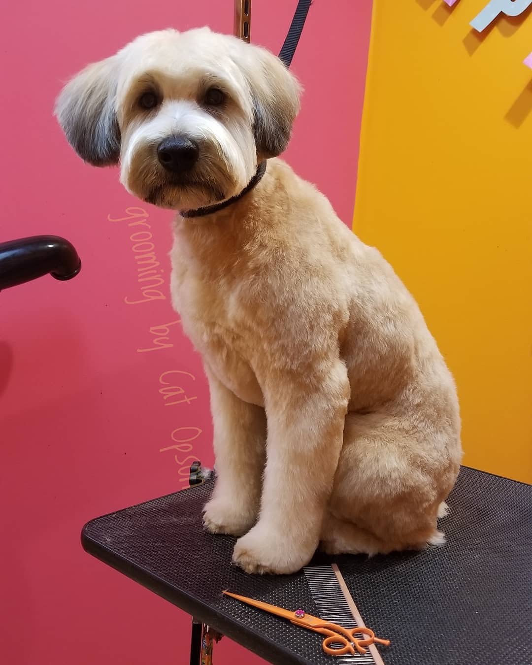 taglio cucciolo di Labradoodle