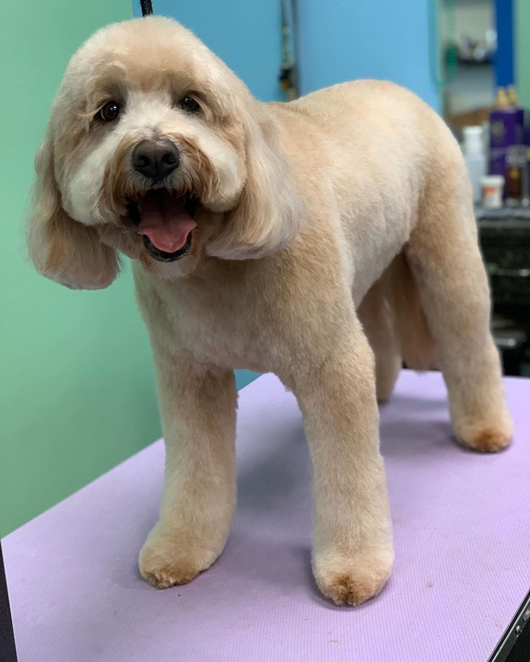 Mini best sale labradoodle haircuts