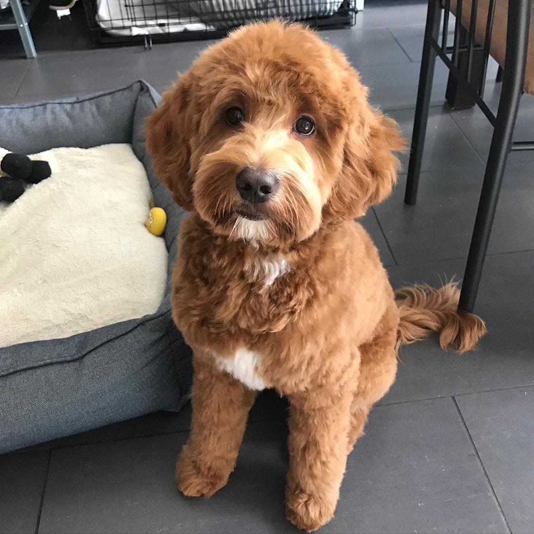 Labradoodle-Teddybär-Haarschnitt