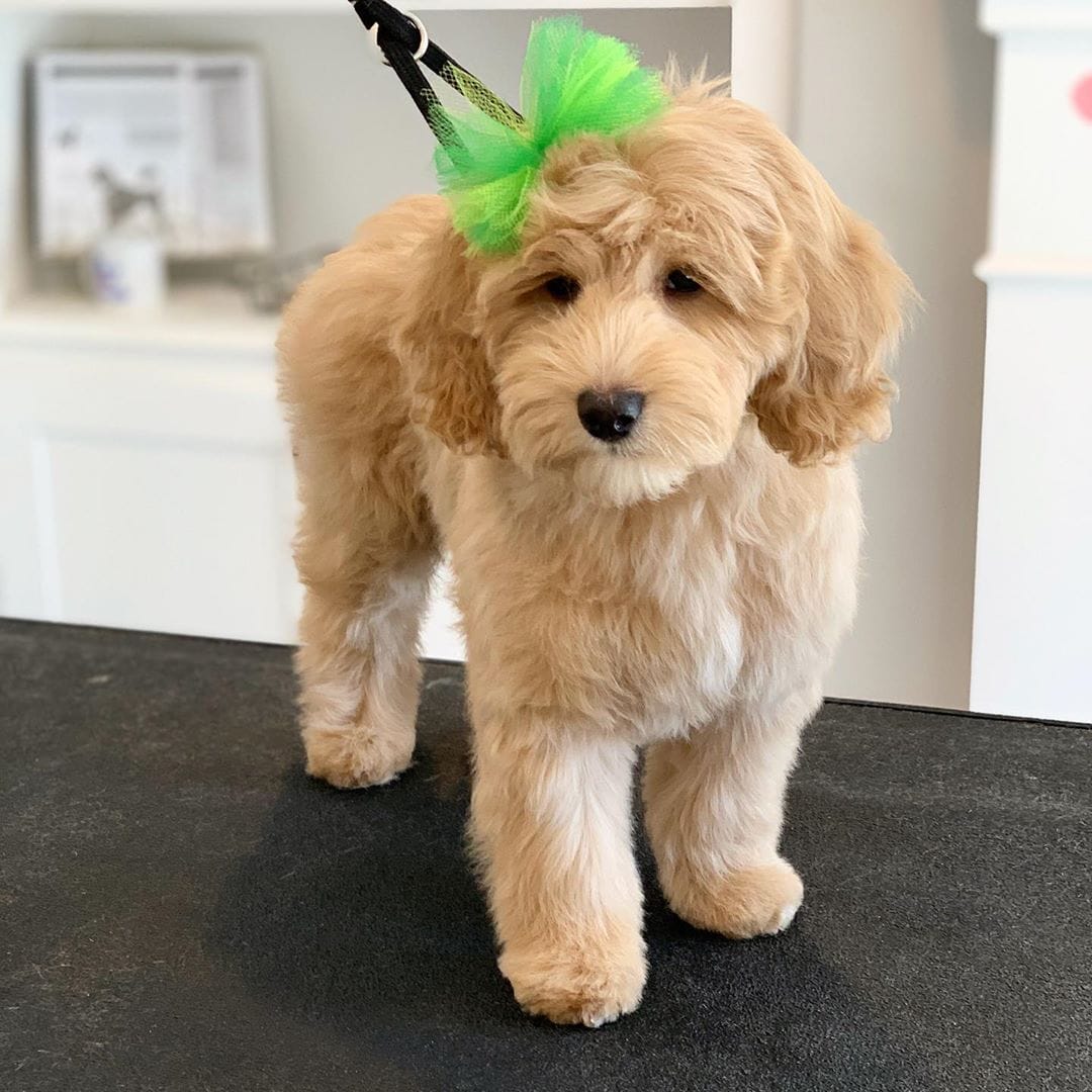 coupe de cheveux labradoodle à longue pince