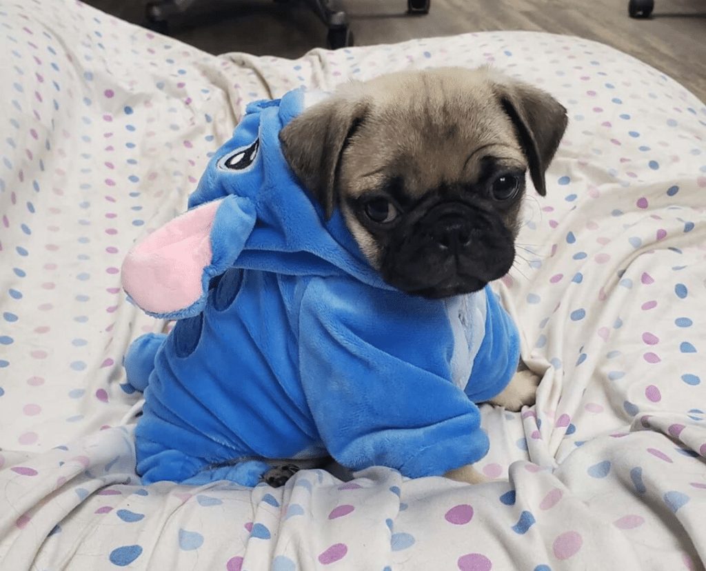 best dog pajamas