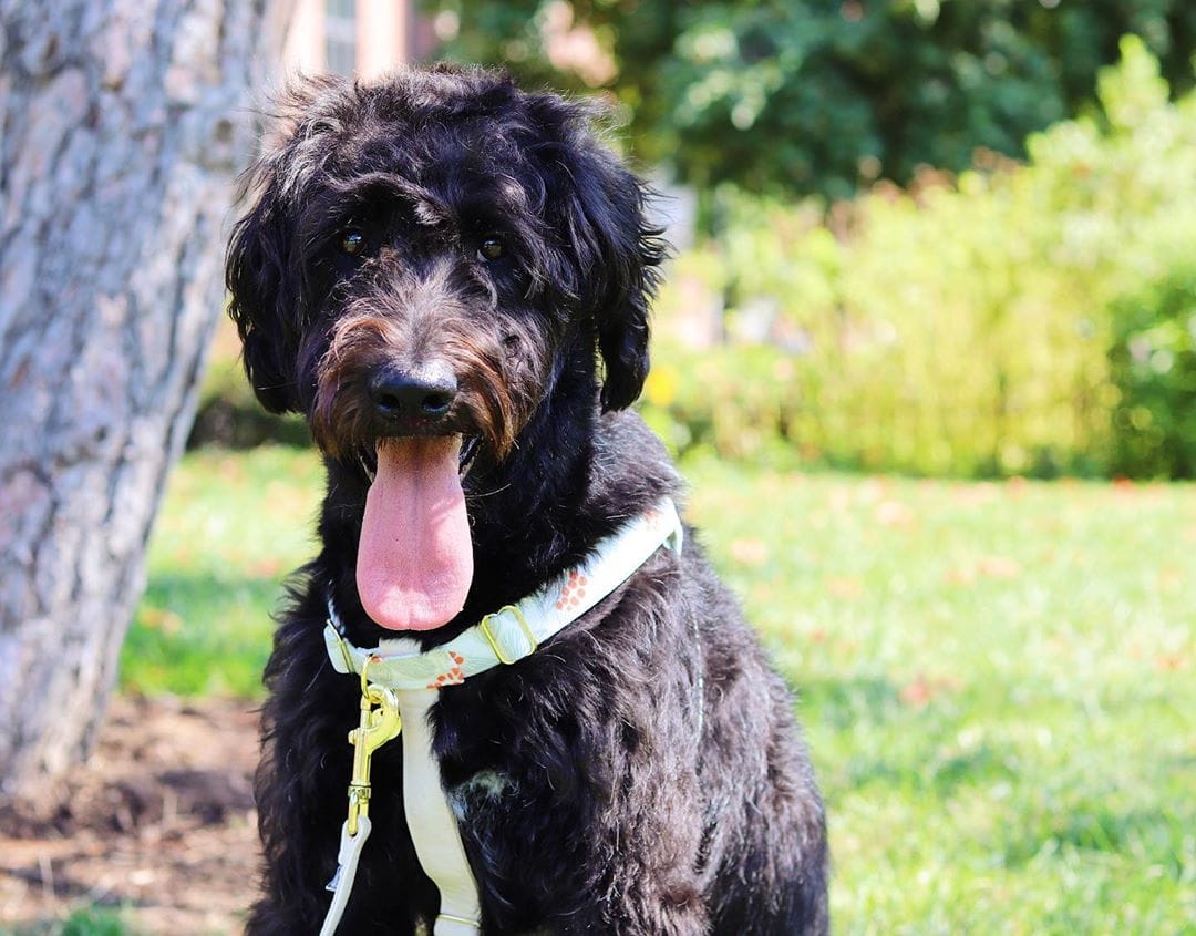 Shepadoodle Guide (Poodle and German Shepherd Mix) We Love 