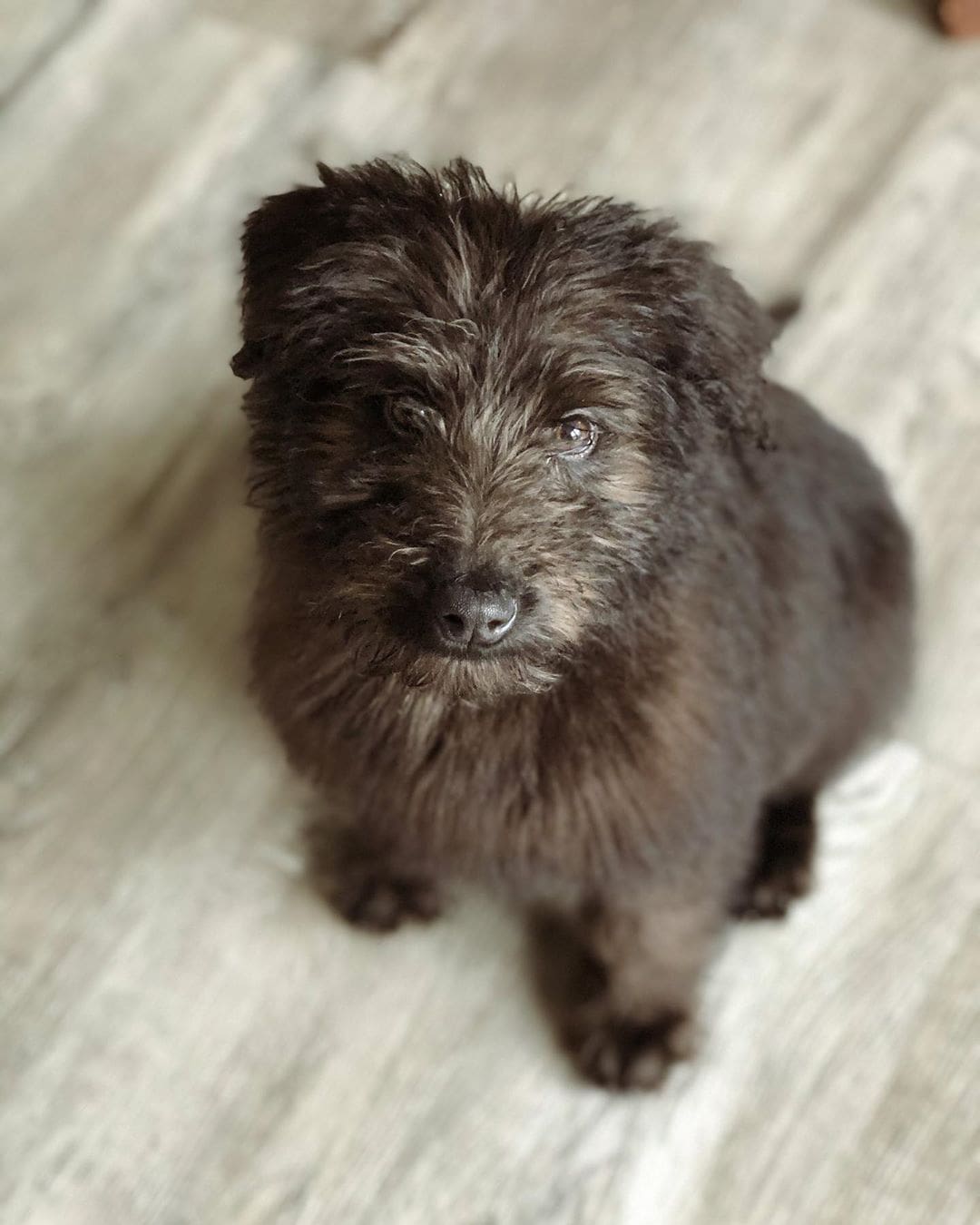 toy poodle german shepherd mix