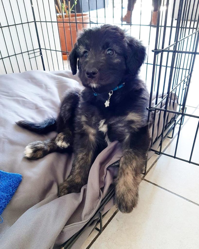 german shepherd poodle puppies for sale