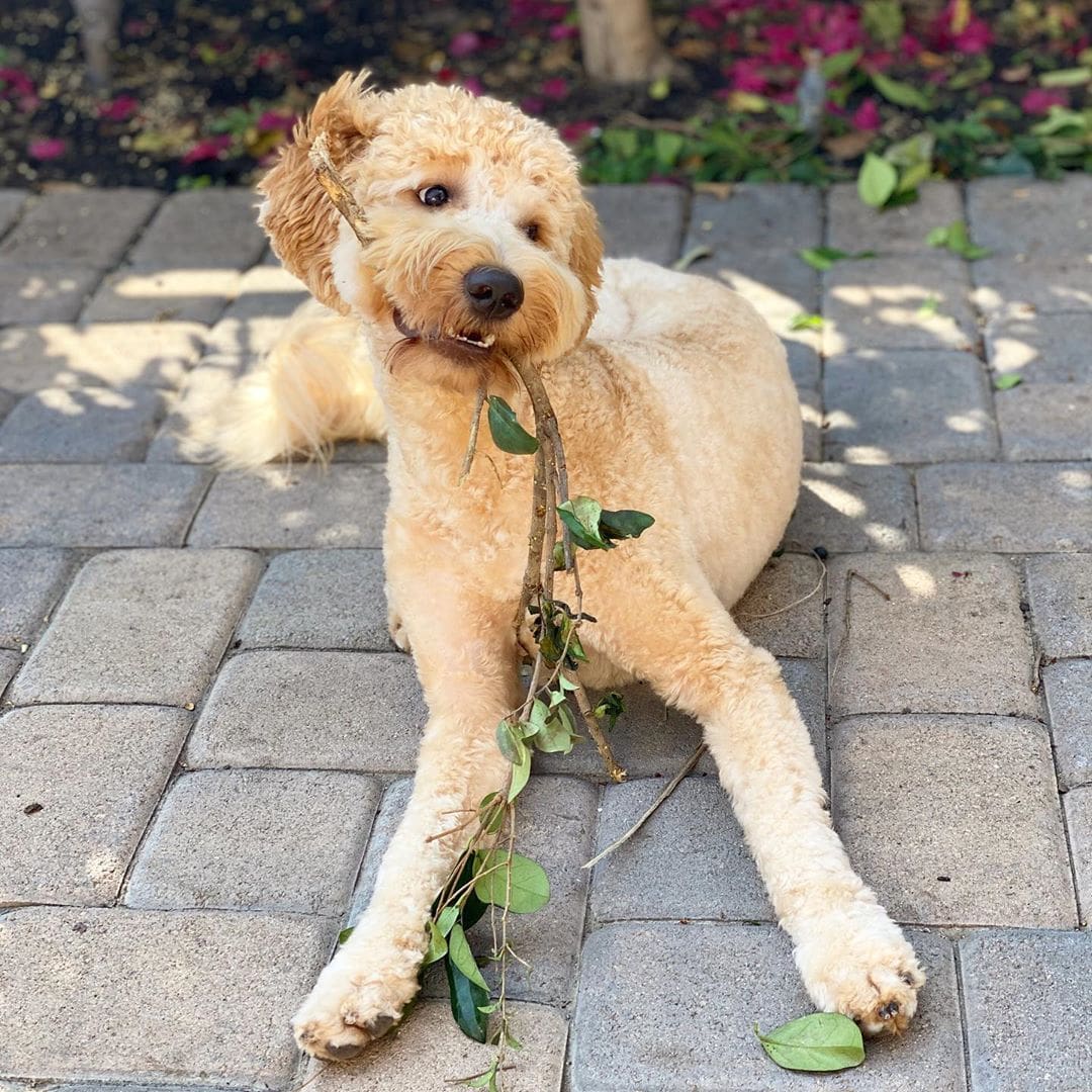 coupe de cheveux labradoodle à clip court