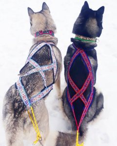 Best Dog Pulling Harness 2020 (Walking, Sledding, Weights) 58 sled pulling harness for dogs