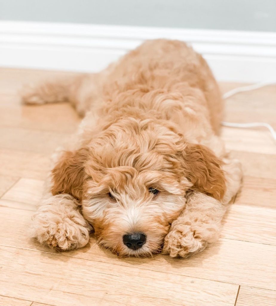 Are Goldendoodles Hypoallergenic?