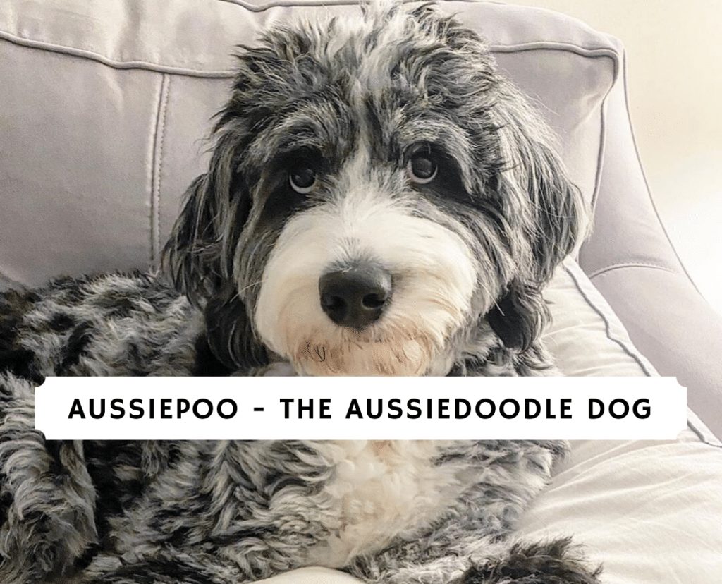 Aussiepoo Guide The Aussiedoodle Dog Explained We Love Doodles