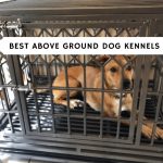 Best Above Ground Dog Kennels _ Off the Ground Dog Kennels