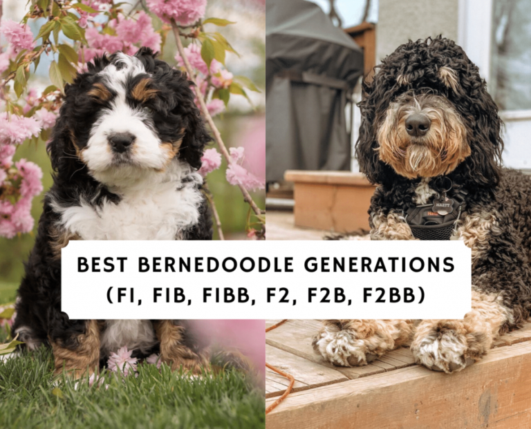 Best Bernedoodle Generations (F1, F1B, F2, F2B)! (2023) - We Love Doodles