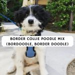 Border Collie Poodle Mix (Bordoodle, Border Doodle)