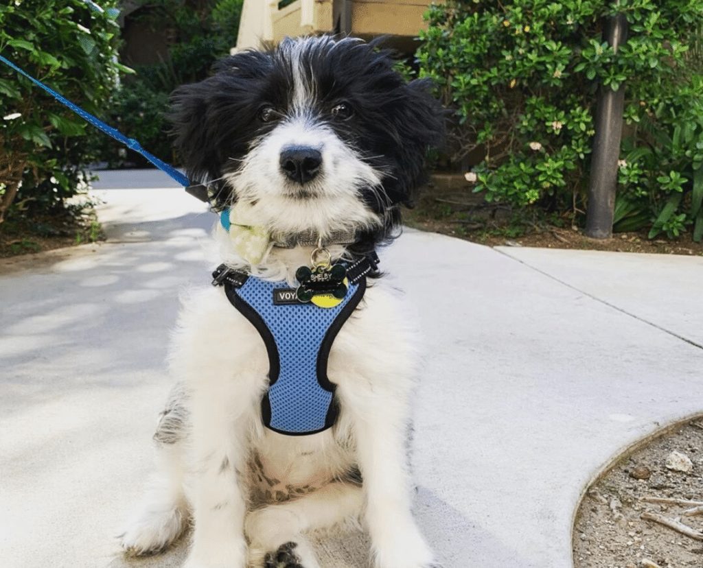 border collie poodle puppies