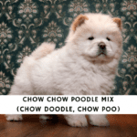 Chow-Chow-Poodle-Mix