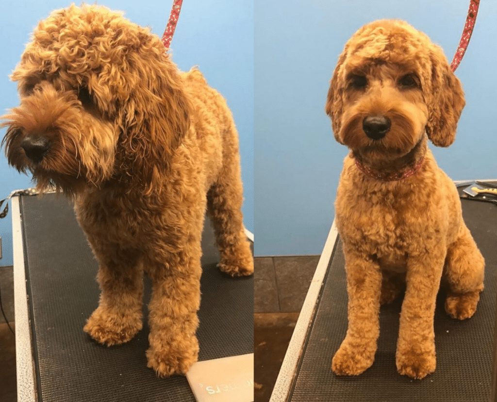 when should i groom my cockapoo puppy