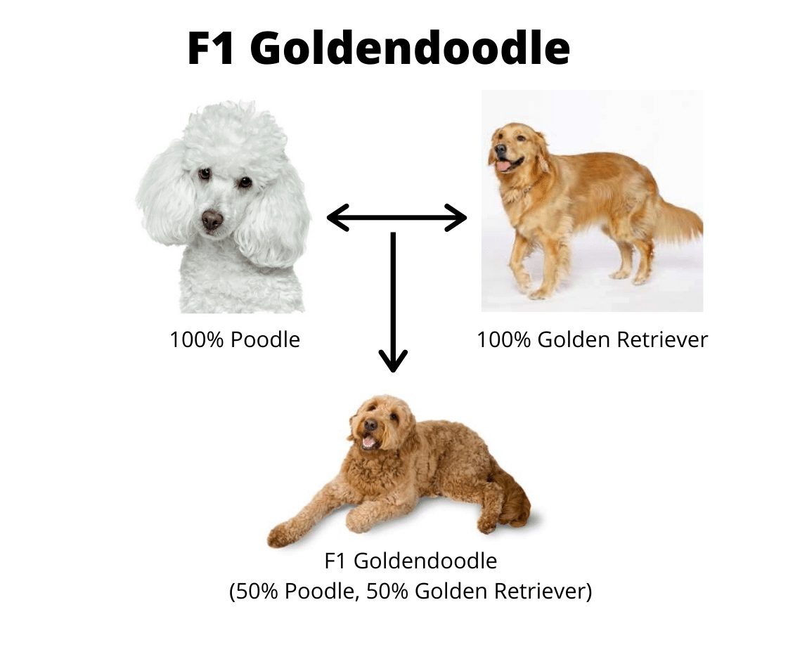 f1 goldendoodle and golden retriever