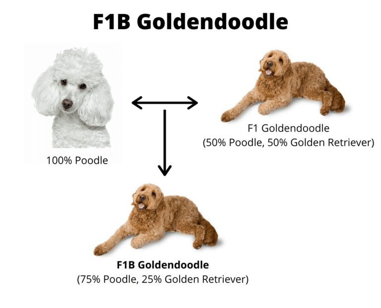 F1 vs. F1B Goldendoodle What’s the difference?