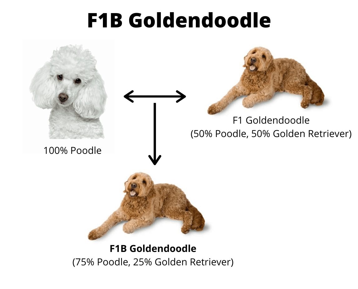 f1 and f1b goldendoodle