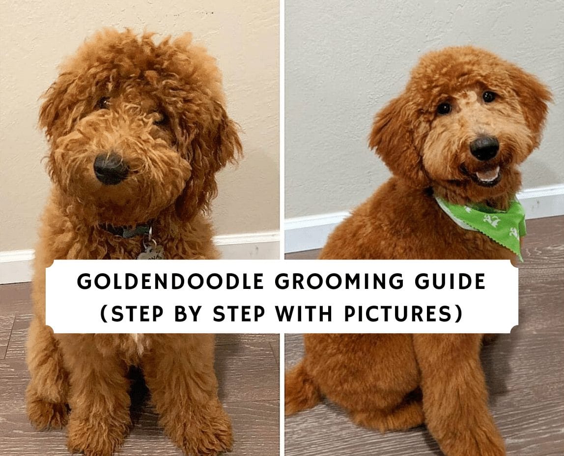 Goldendoodle Chart