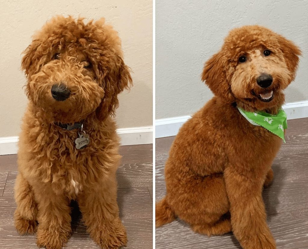 goldendoodle with long hair