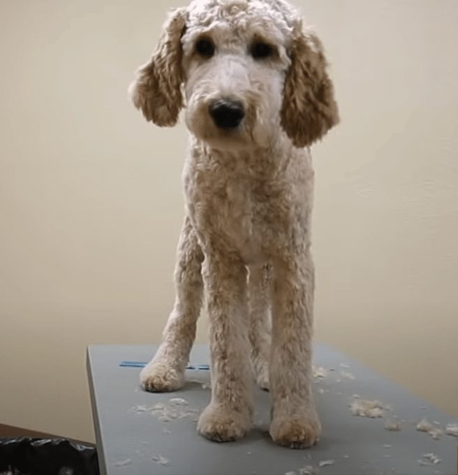 Goldendoodle grooming finishing touches