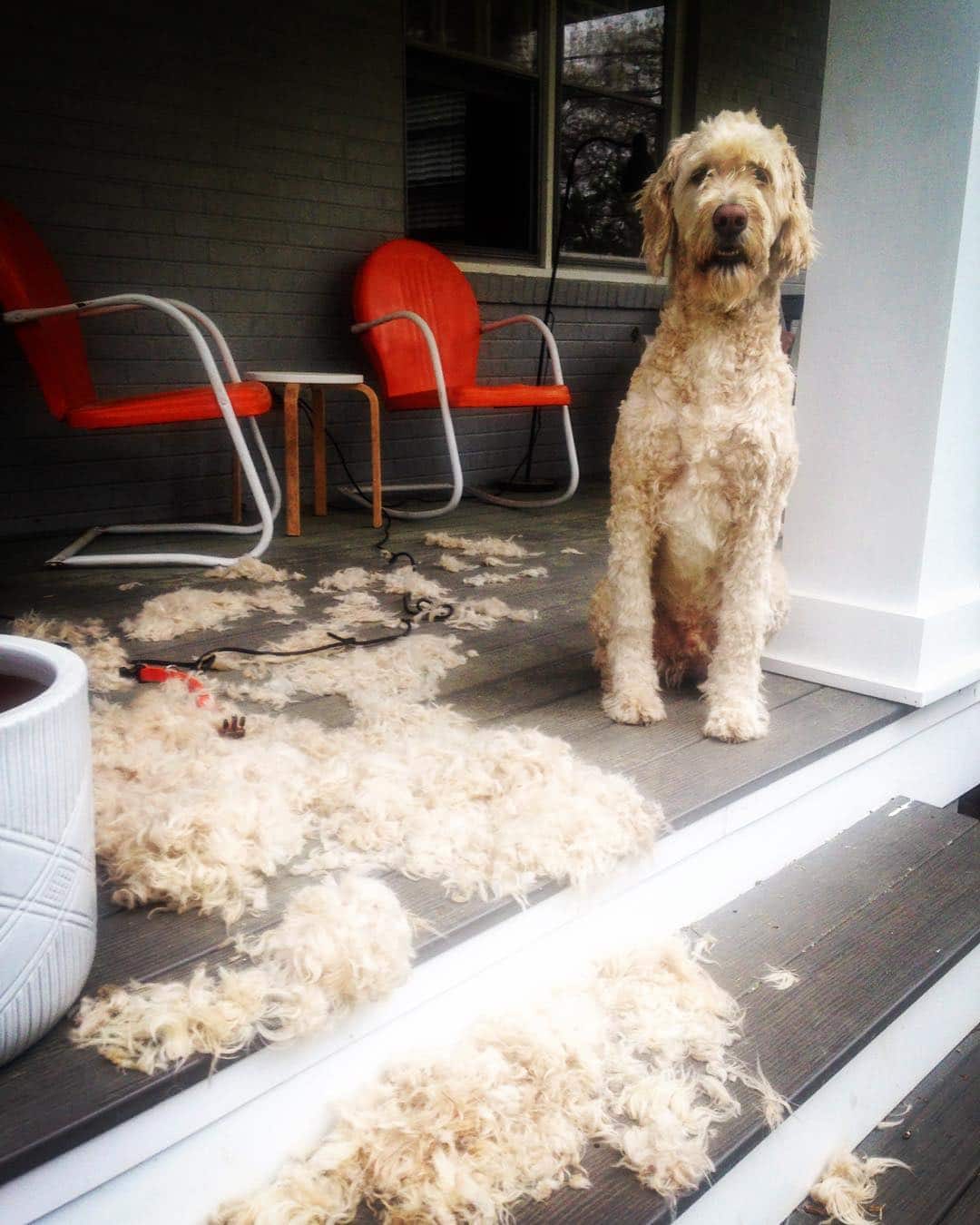 Goldendoodle that shed lots of hair