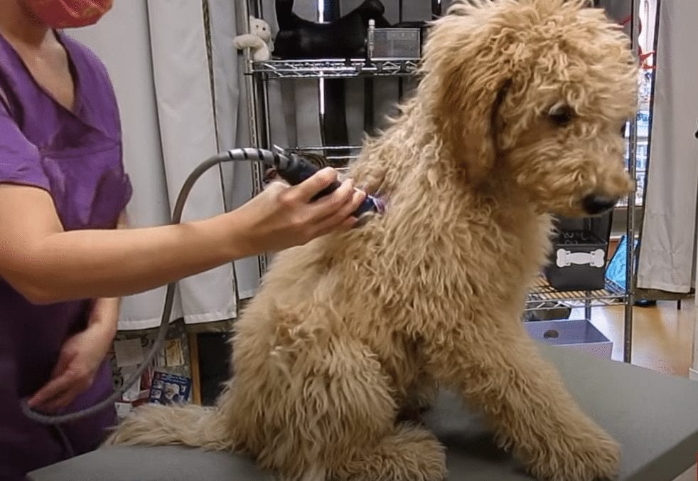 Grooming a Goldendoodles Back